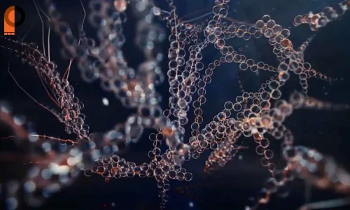 موتور رندر Redshift 3.5.16